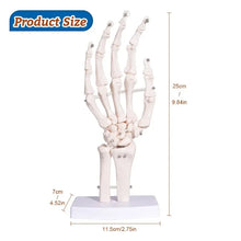 Load image into Gallery viewer, Hand Skeleton Hand Bone Statues Anatomical Skeleton Figurine