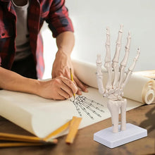 Load image into Gallery viewer, Hand Skeleton Hand Bone Statues Anatomical Skeleton Figurine