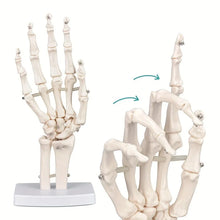 Load image into Gallery viewer, Hand Skeleton Hand Bone Statues Anatomical Skeleton Figurine