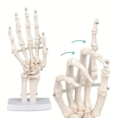 Hand Skeleton Hand Bone Statues Anatomical Skeleton Figurine