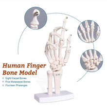 Load image into Gallery viewer, Hand Skeleton Hand Bone Statues Anatomical Skeleton Figurine