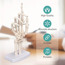 Load image into Gallery viewer, Hand Skeleton Hand Bone Statues Anatomical Skeleton Figurine